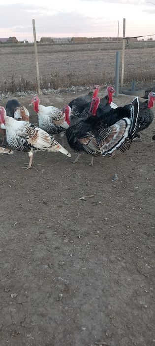 Curcani tineri de vânzare