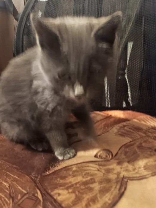 Малко котенце търси дом