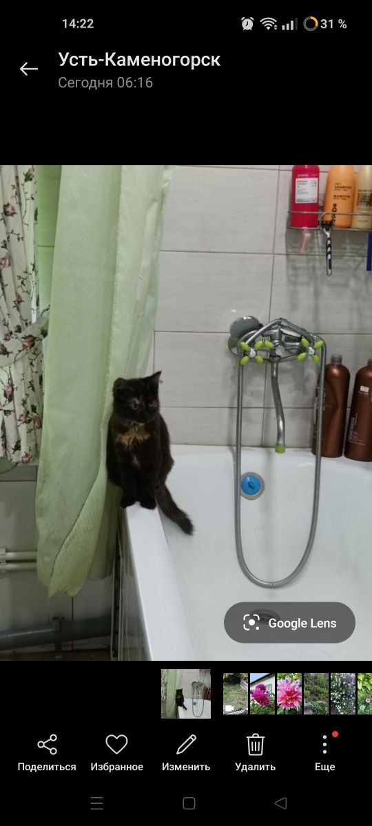 Кошечка ищет дом
