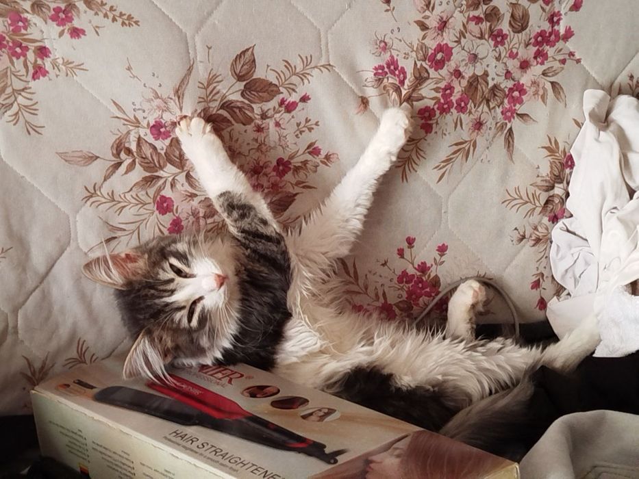 Отдам котят в хорошие руки