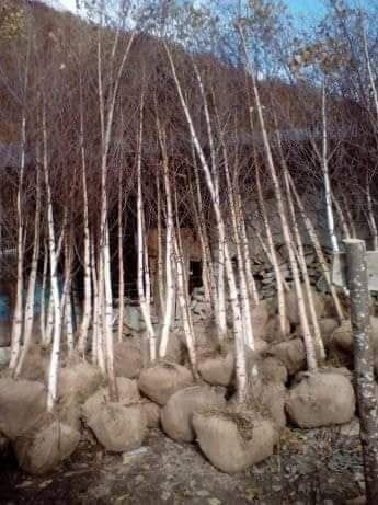 Mesteacan tei mirositor plante ornamentale