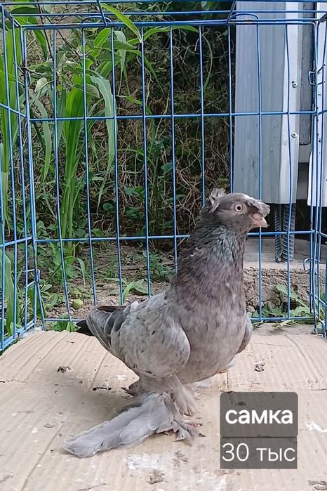 TГолуби игровых кровей