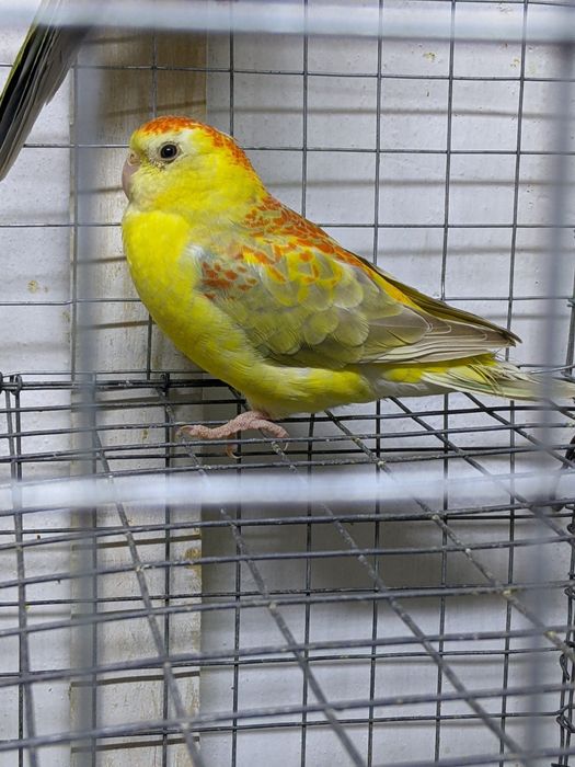 Певчие попугайчики