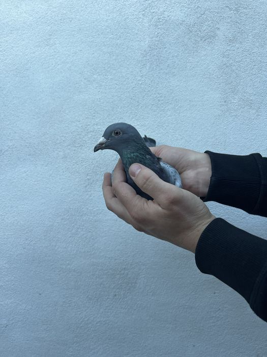 Femelă Matcă 2024 Originalilate Ivan & Bogdan