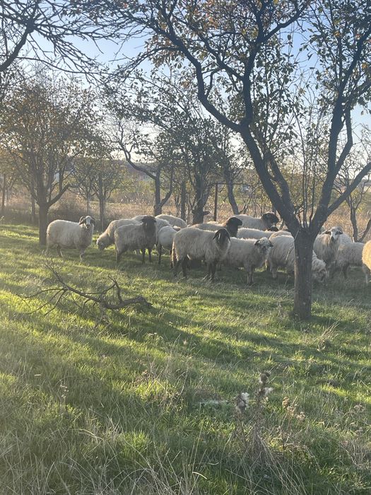 Oi turcane si carabase