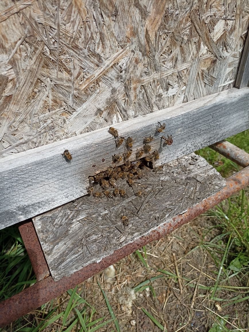 Vând famili de albine