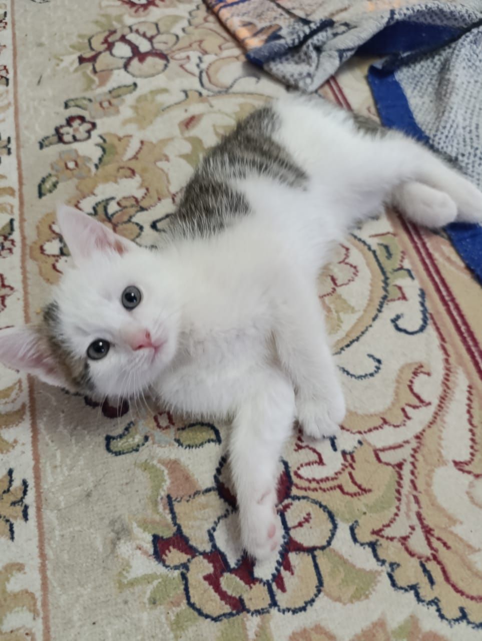 Котята Кызылорда