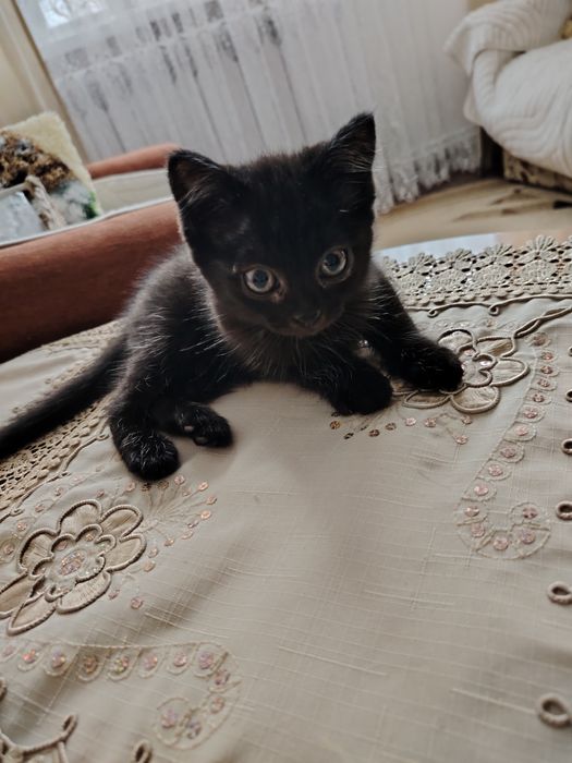 Отдам кошечку в добрые руки