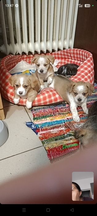 Ofer catelusi spre adoptie