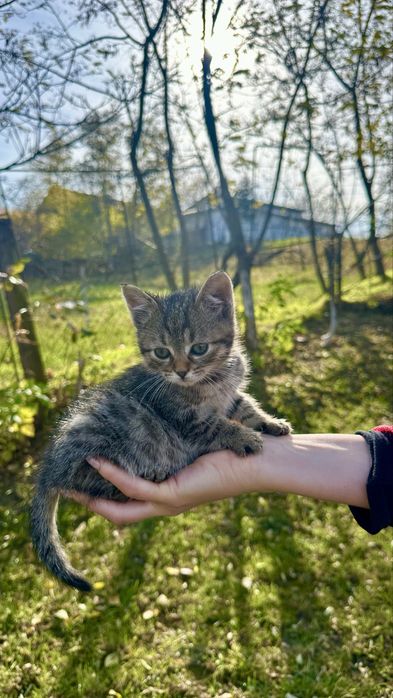 Donez pisoi de 2 luni