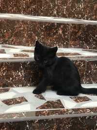 Кошка чёрная