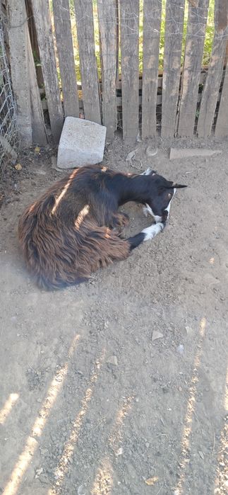 Capre de lapte + 1 țap (2 ani)
