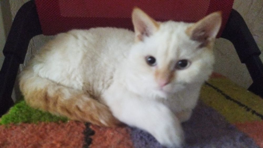 Селкирк рекс мальчики белый и чернобелый