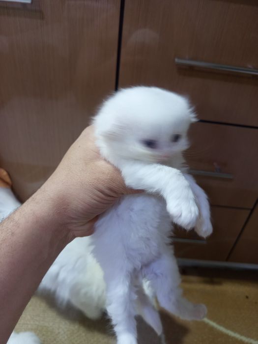 Котята скотиш страйт и фолд.