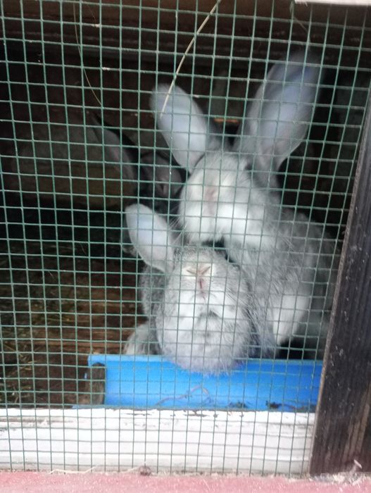 Pereche ug.chinchila