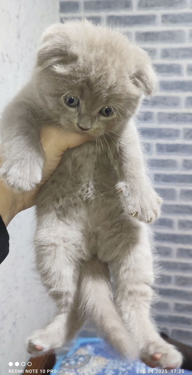 Продаются котята