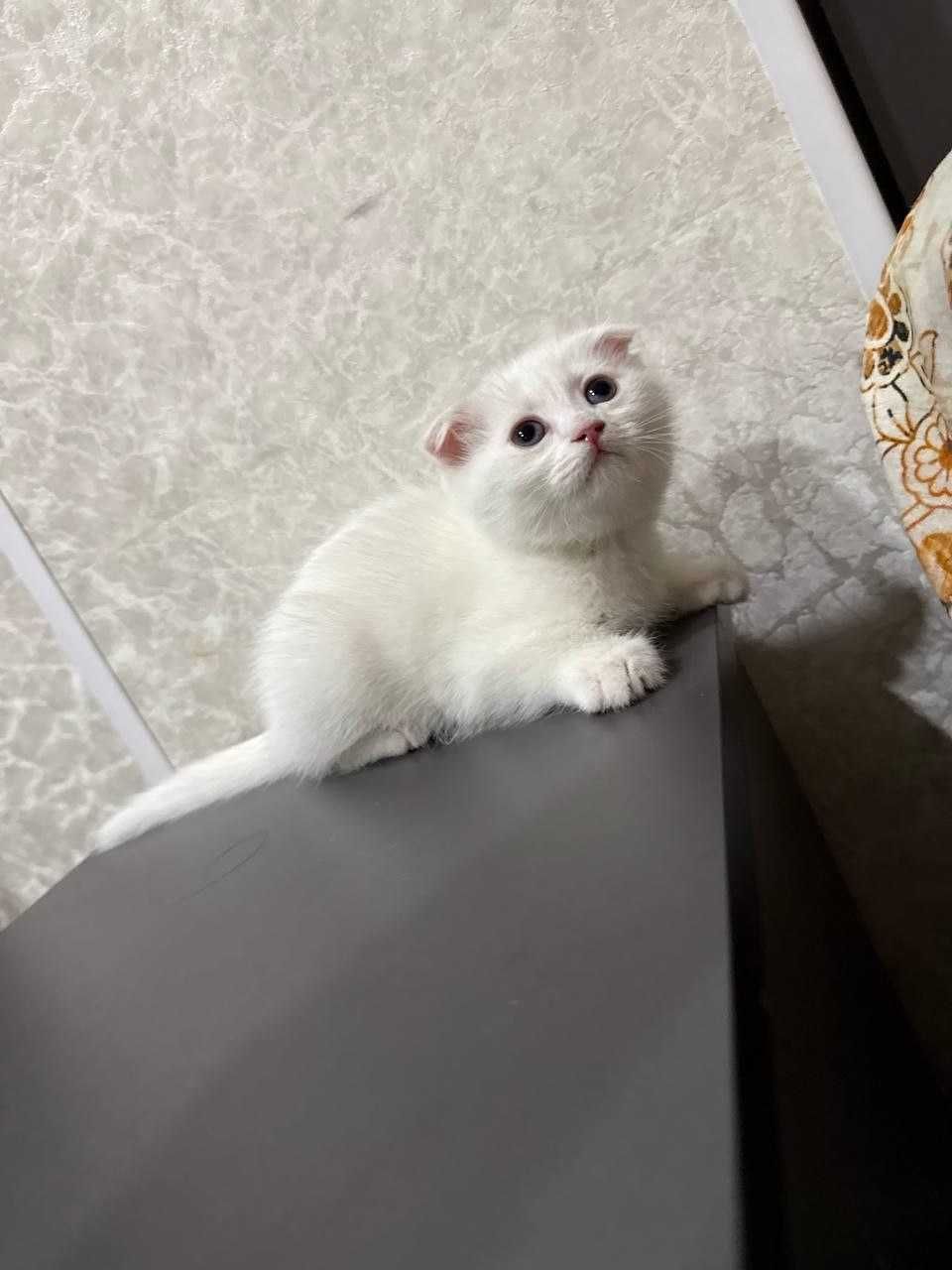 Scottish fold britanets БЕЛЫЙ