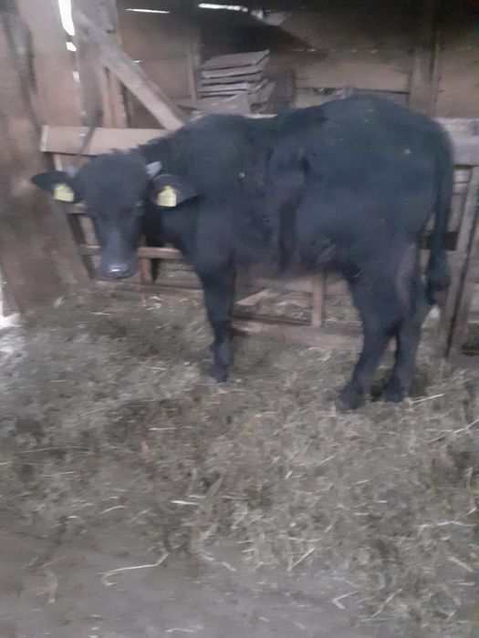 Vând viței de bivol