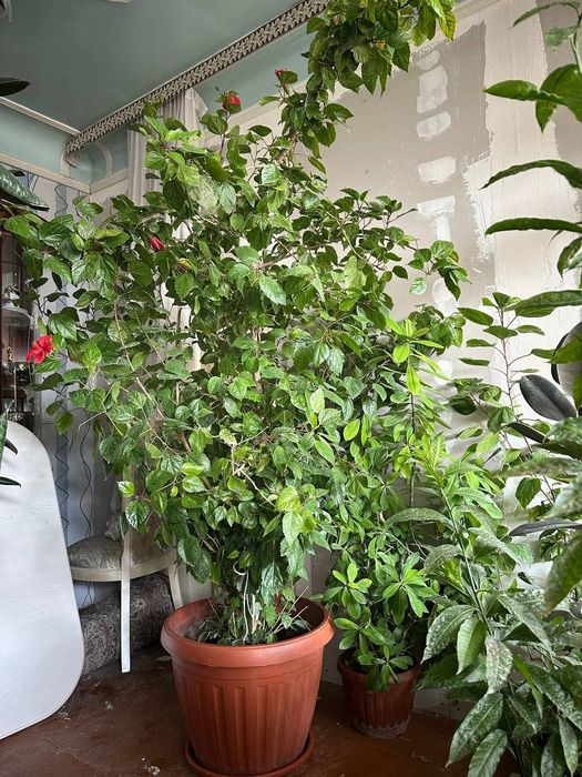 Хонадон ва офис учун гуллар сотилади Цвети для дома и офиса