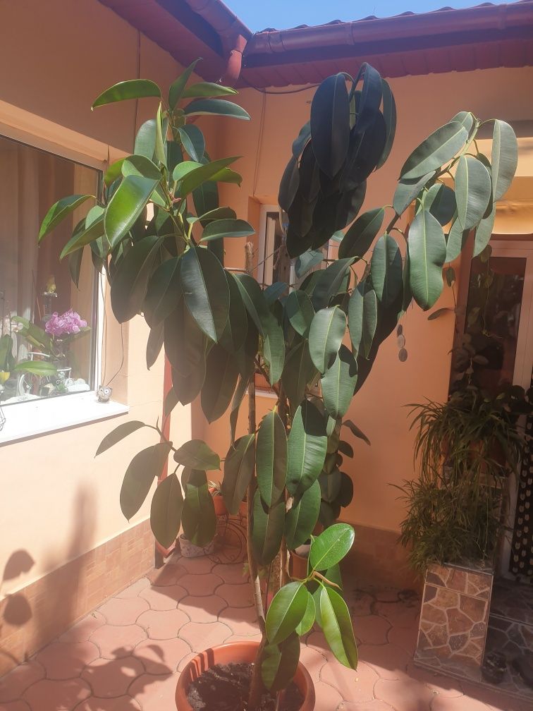 Vand Ficus peste 2 m