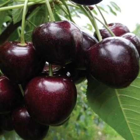 Nuc Chandler.Cires.Prun.Alun.Nuc.Tei.Mesteacan.Stejar.Castan.Paulownia