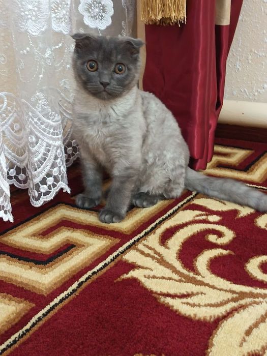 Mushuk sotiladi ovqat yeydi latokga o'tiradi