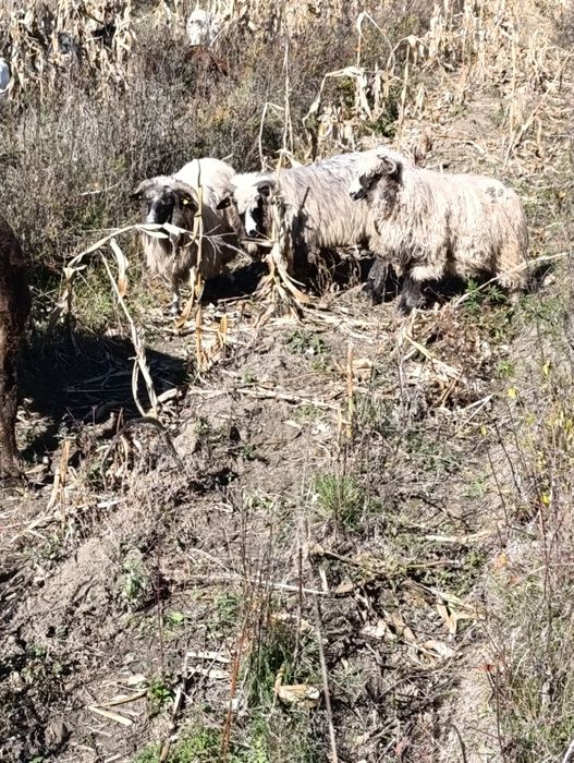 4 oi de vânzare și 3 capre