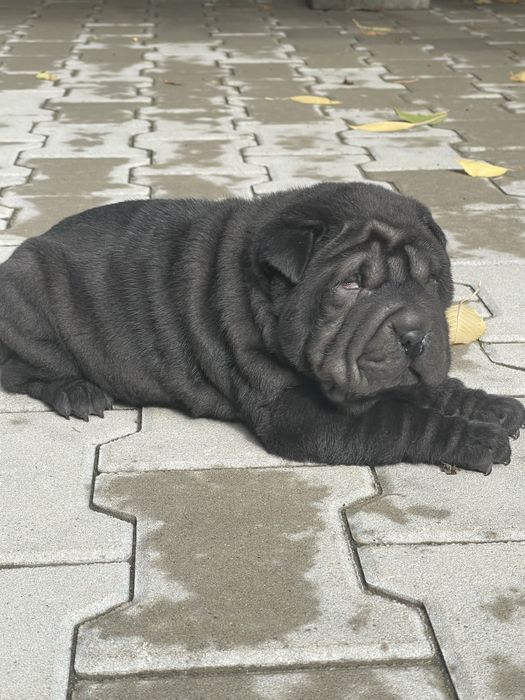 Femela din rasa sharpei