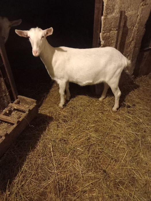 Ieduta sanen  de anul acesta  montată