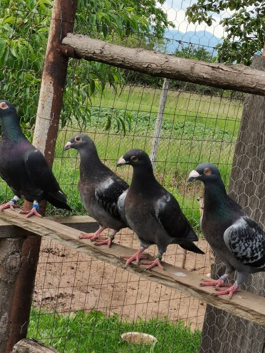 Vând porumbei diferite rase