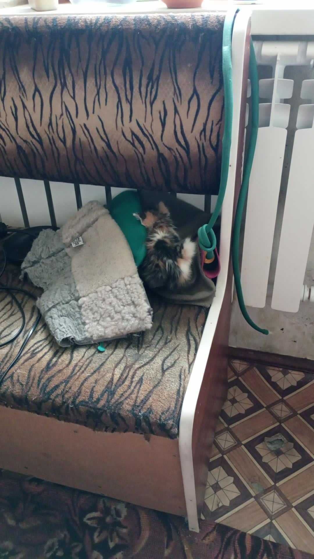Котята ищут добрых хозяев и домашний уют