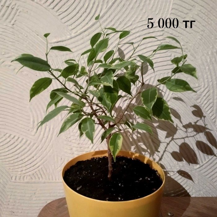 Комнатные растения. Фикус бенжамина, монстера мини, толстянка.