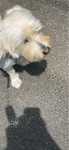 Dogsitting Ploiesti