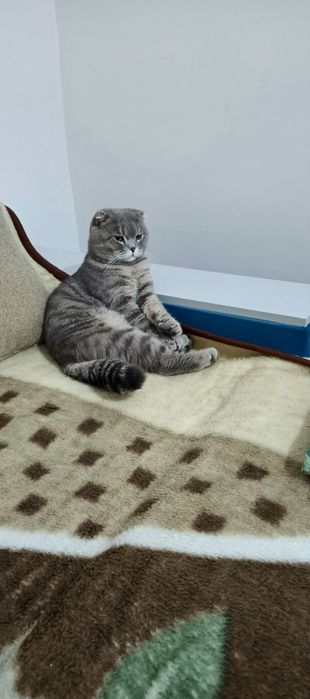 Mushuk skotish fo'ld o'gil bola