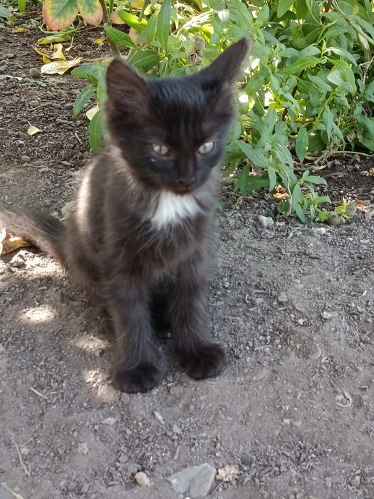 Отдадим котенка в добрые руки