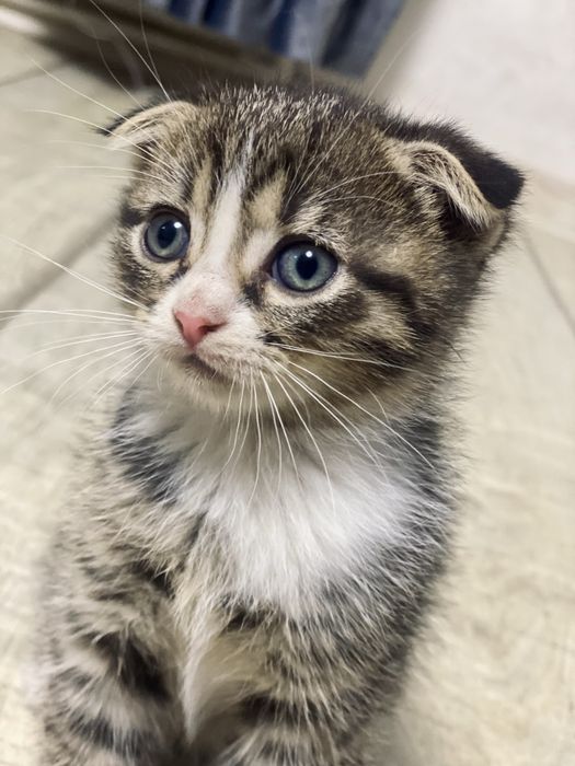 Donez pisică scottish