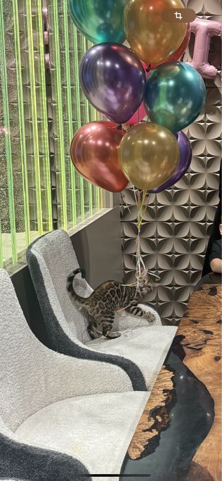 Бенгальский котик