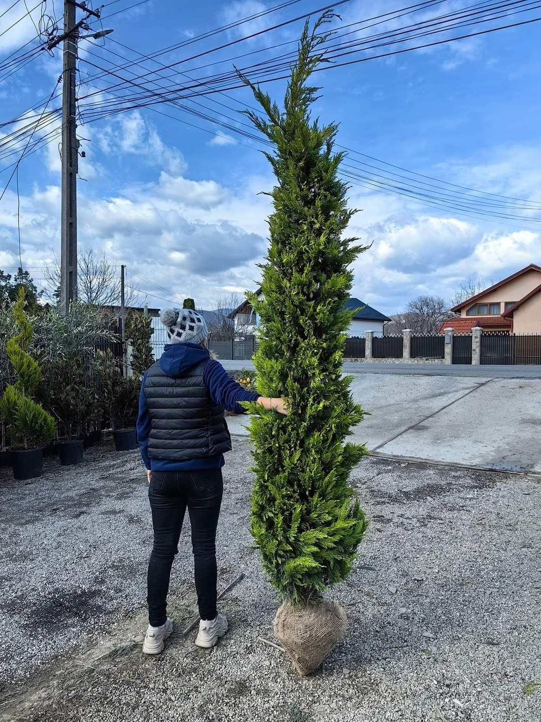 Leylandii 2.3m - 2.5m/ calitate premium/ preturi foarte mici!