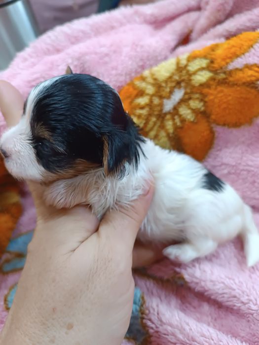 Щенки бивер йорка.резерв