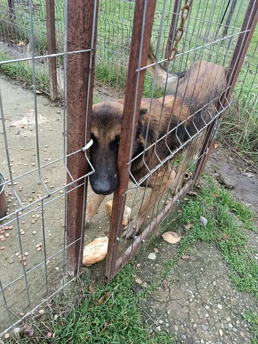 DONEZ Caine Melinois