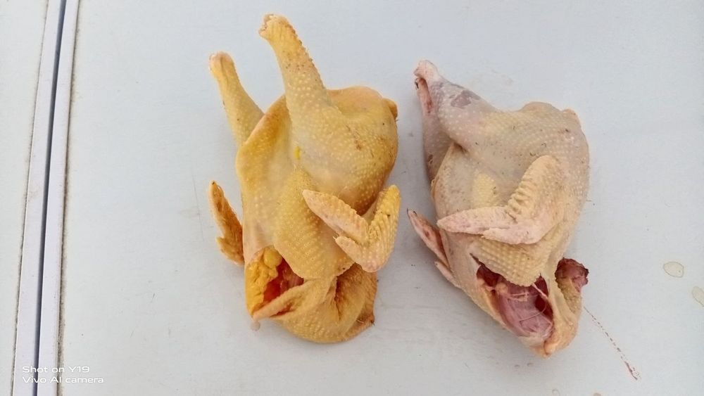 Quyon va joja xoroz gowtlari sotiladi