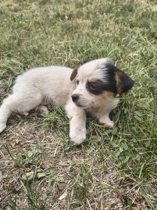 Cățeluși pufoși și frumoși care caută stăpâni