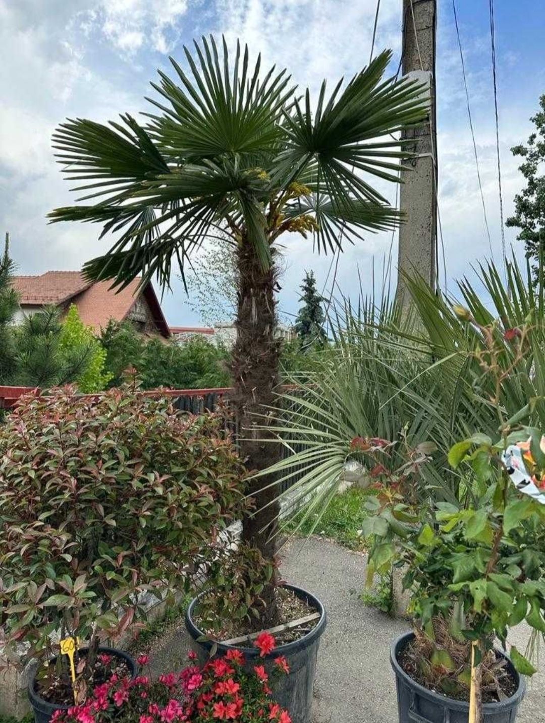Plante exotice palmieri Trachycarpus Fortunei, magnolie, măslin, cedru