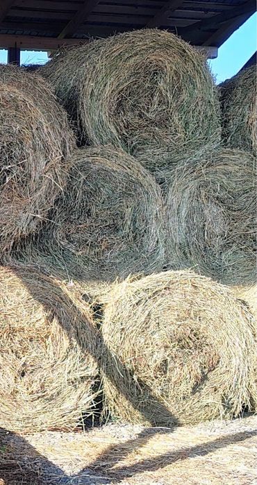 Baloti lucerna 125 / 125 cm