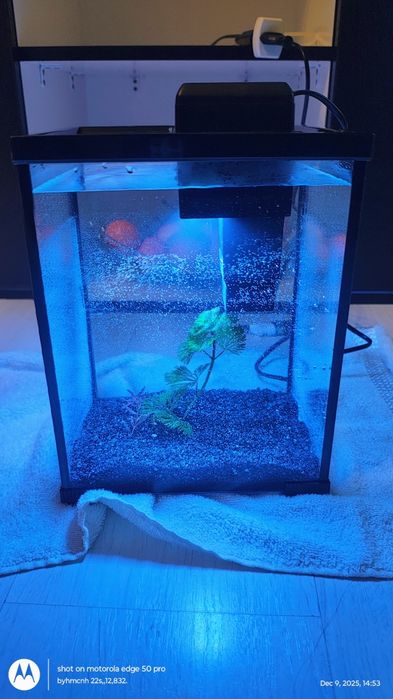 Acvariu pești-plante ,nou, mini ,superb de dragut (daca pot spune așa)
