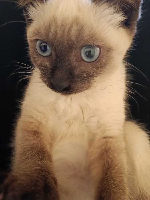 Сиамский.    кот