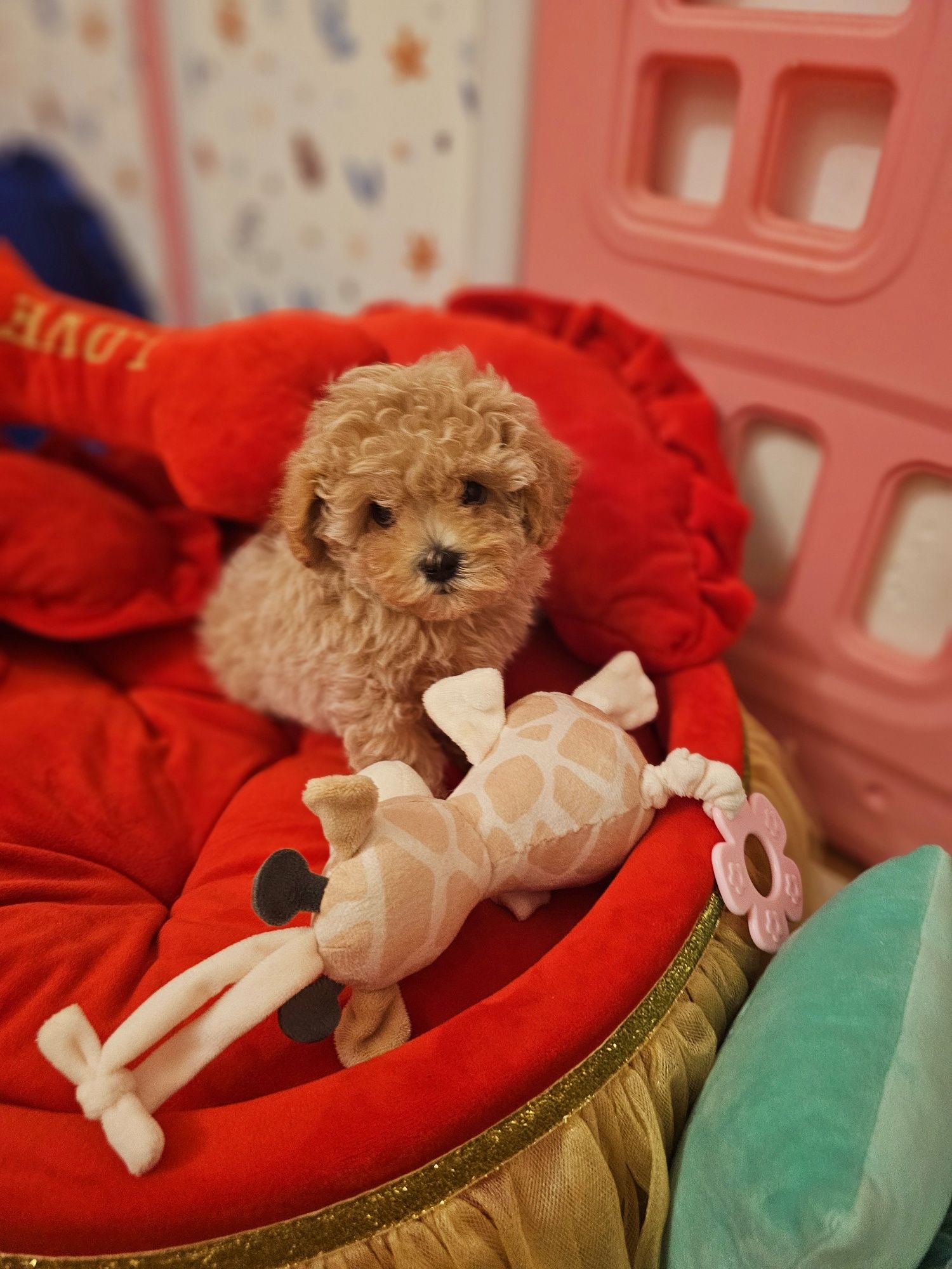 Maltipoo teacup,  mini toy