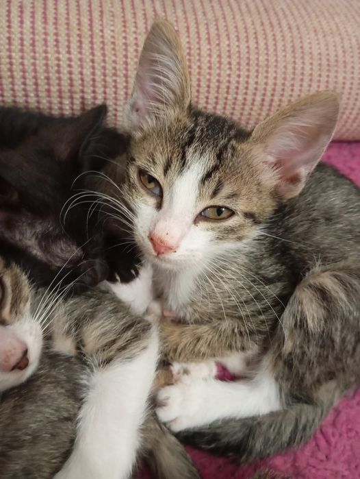 Donez pui de motanel si pisicuta