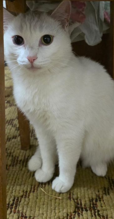Отдам стерилизованную кошечку   в добрые руки