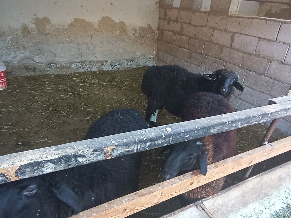 Qòchqorlar, echki uloqlar sotiladi